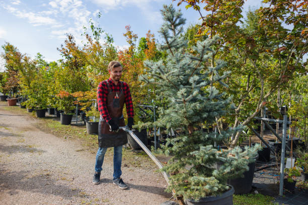 Best Fruit Tree Pruning  in Richland, MO